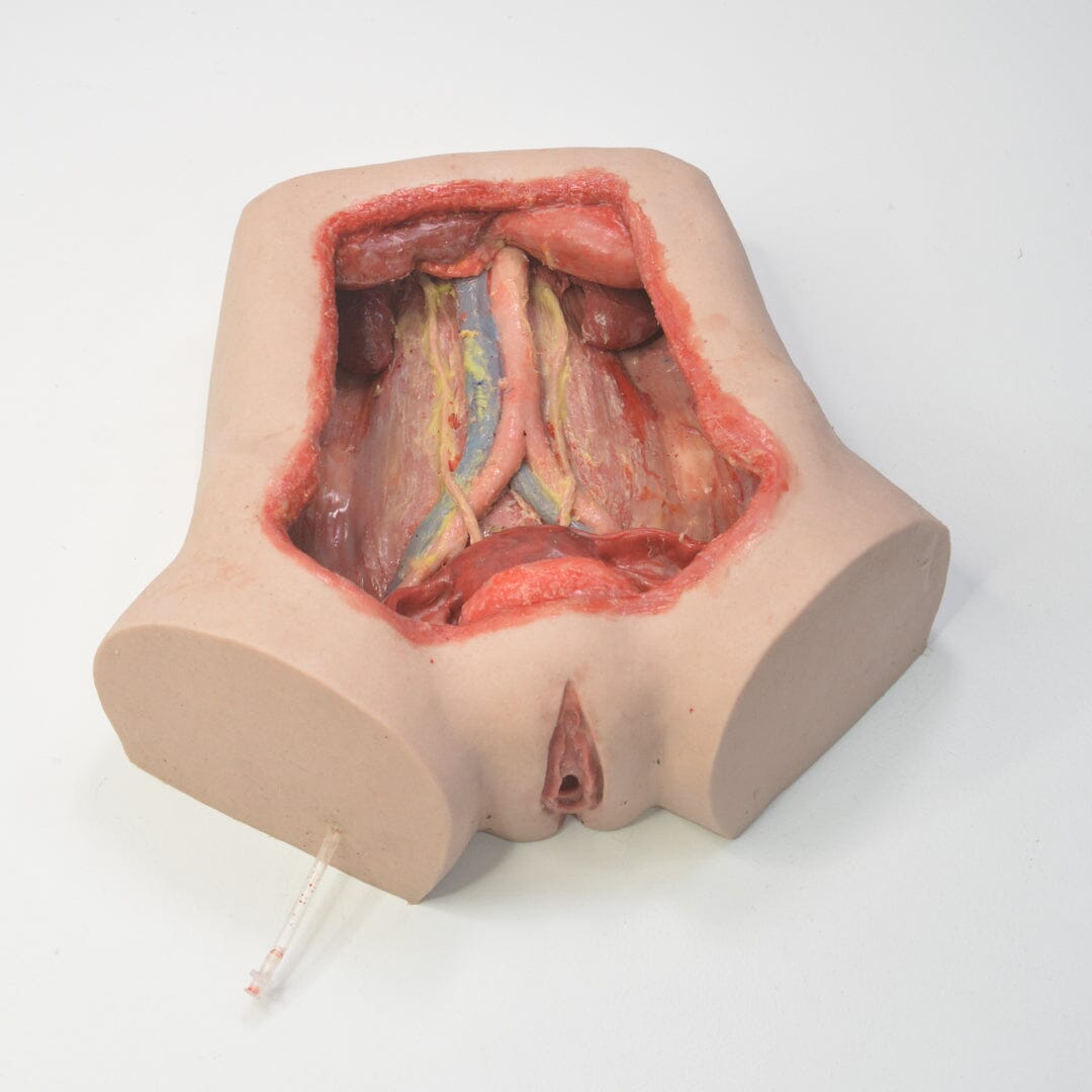 Internal Organ Model